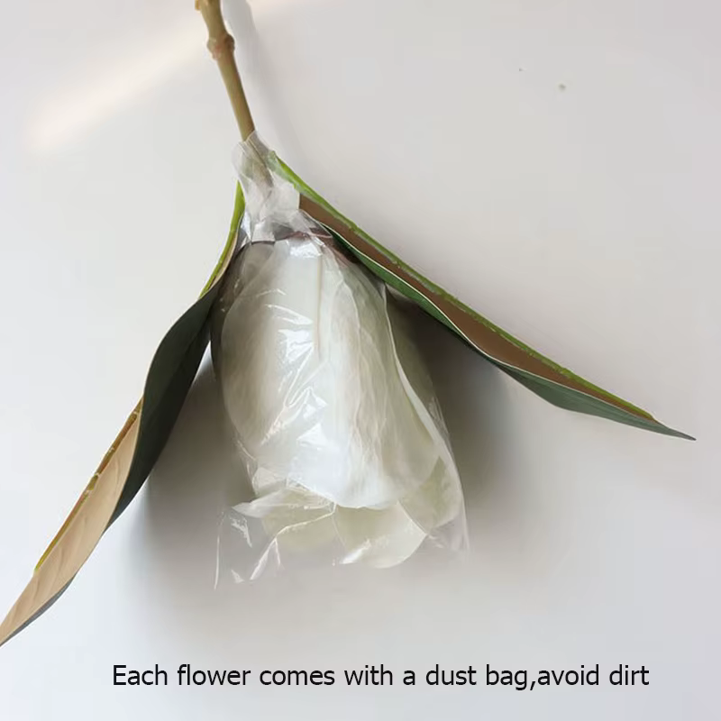 Grande fleur de magnolia blanc de haute qualité