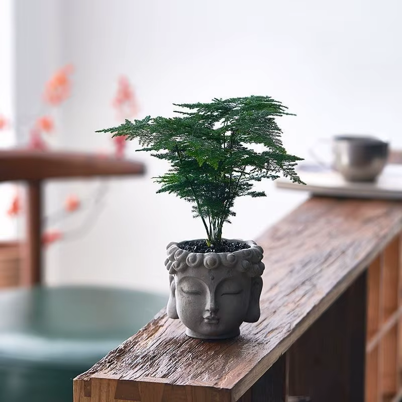 Plante en pot Xiaopan Bodhi