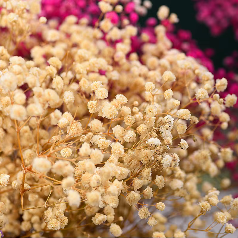 Fleurs d'haleine de bébé conservées de qualité