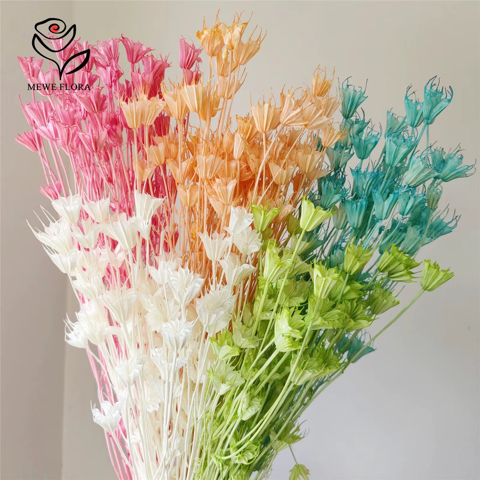 Véritables branches de fleurs d'anis étoilé séchées fraîches