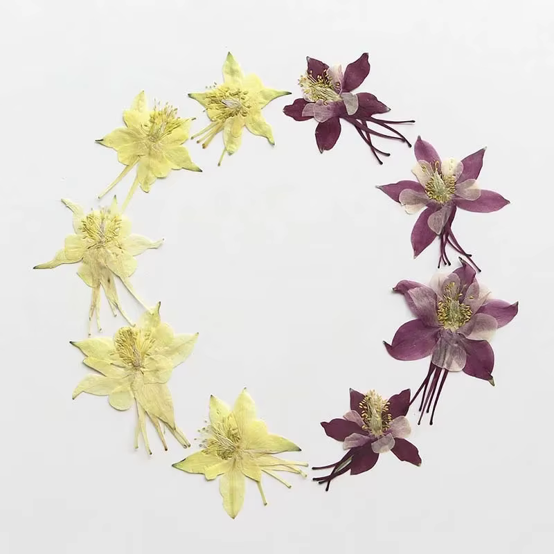 Véritables têtes de fleurs de colombine de jardin séchées naturelles PMurcia