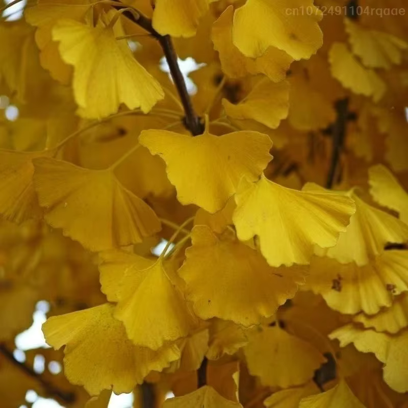 100/250/500g Feuilles de Ginkgo Biloba Séchées Naturelles Pour Remplissage de Vases