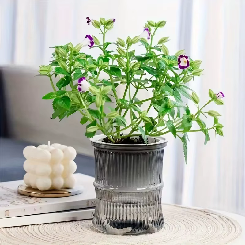 Pot de fleurs auto-arrosant transparent à double couche
