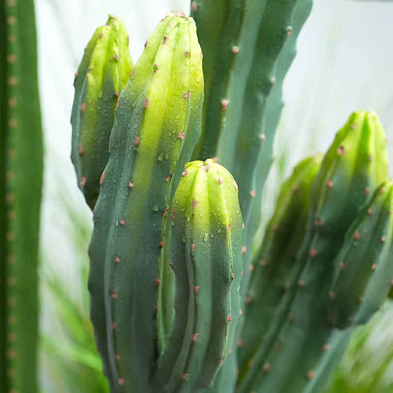 Plante tropicale succulente artificielle avec pot
