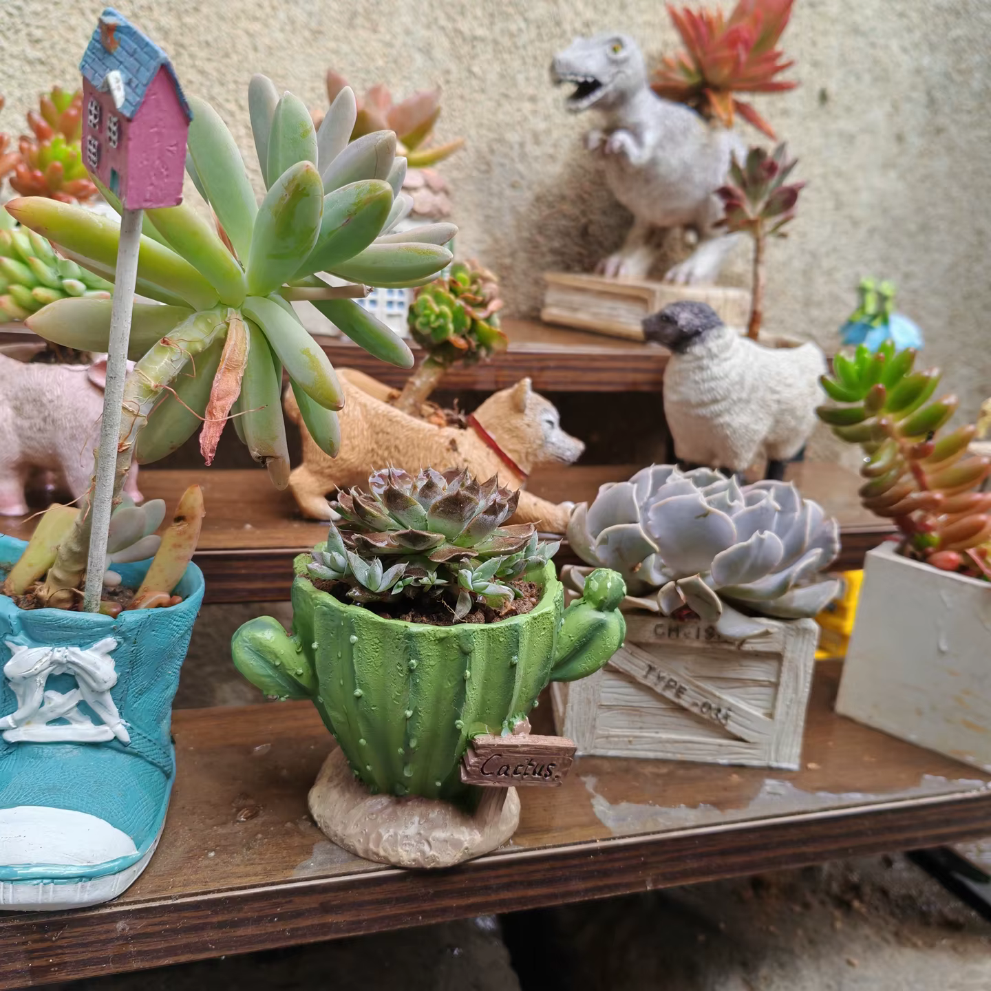 Pot de fleurs pour cactus