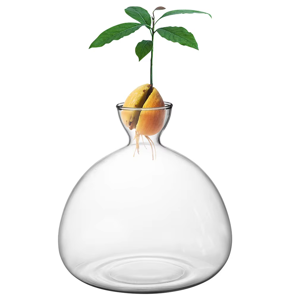 Vase de germination pour graines d'avocat