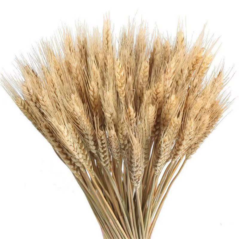 Sunks de blé séché naturel pour la décoration