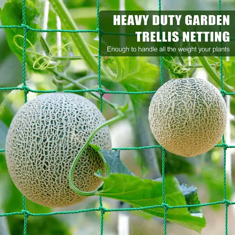 Pergolas de treillis pour plantes