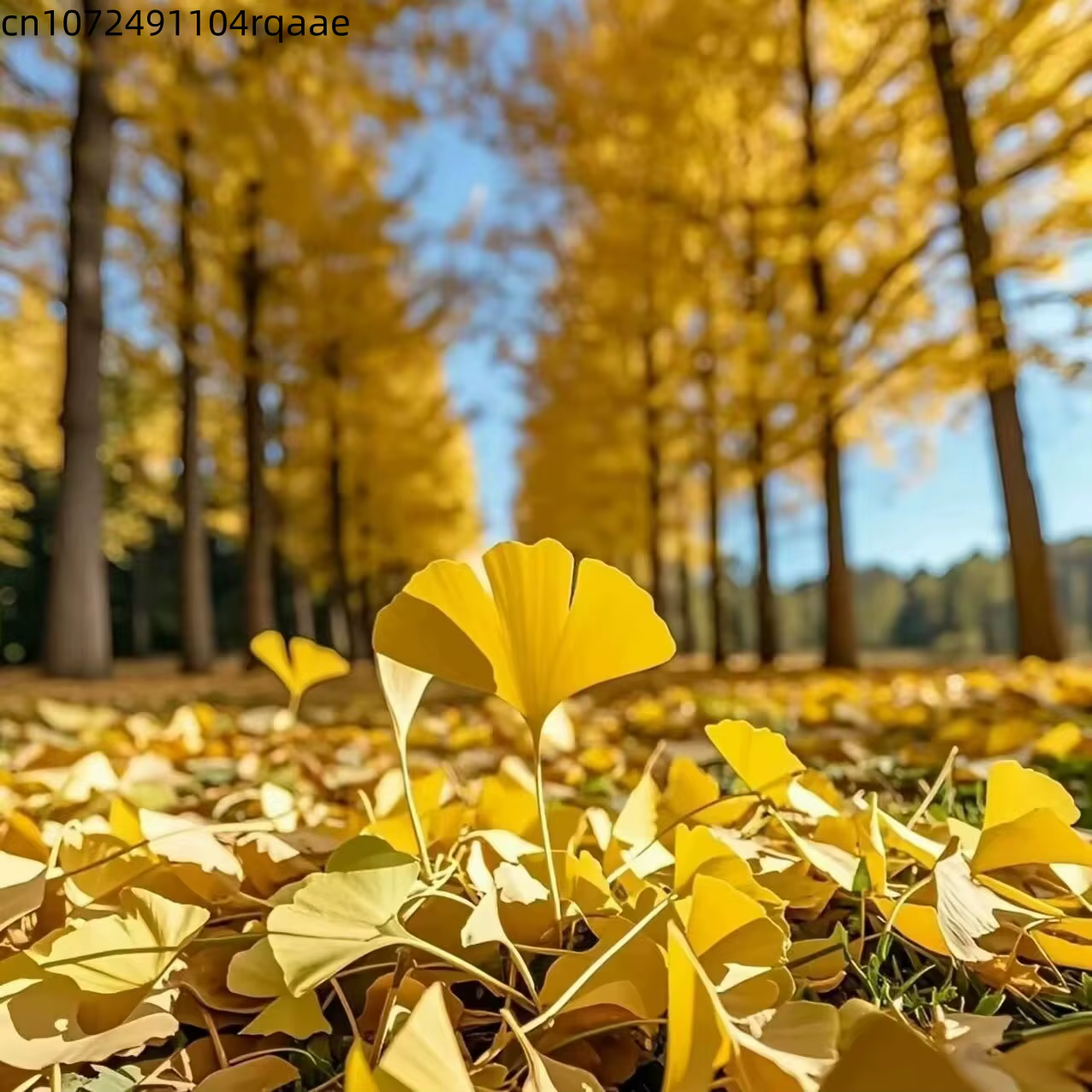Feuilles de Ginkgo Biloba séchées naturelles