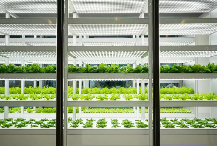 Équipement d'agriculture hydroponique en conteneur