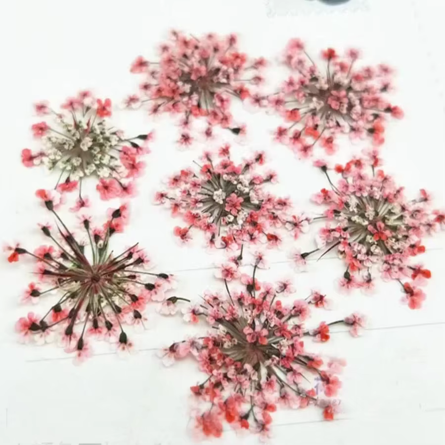 Ammi Majus – plantes à fleurs pressées et séchées