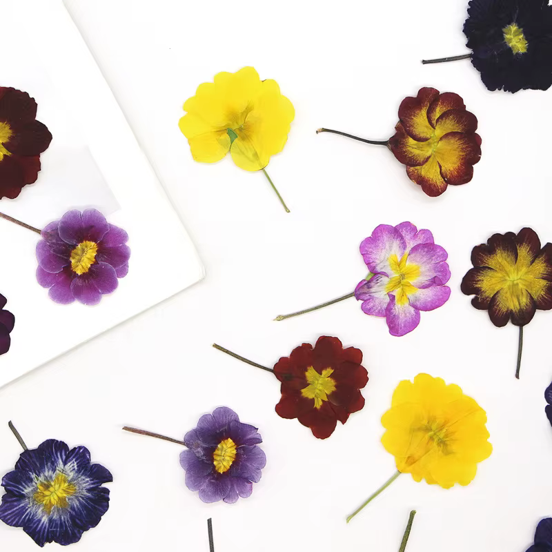 48 pièces de fleurs séchées de primrose européenne