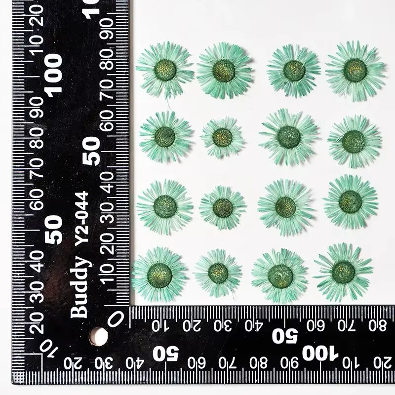 1,5-2,5 CM/12 PIÈCES, Pétales de fleurs séchées d'Erigeron annuel pressées, pour marque-pages peints à la main, cadres photo, bijoux, bougies d'aromathérapie