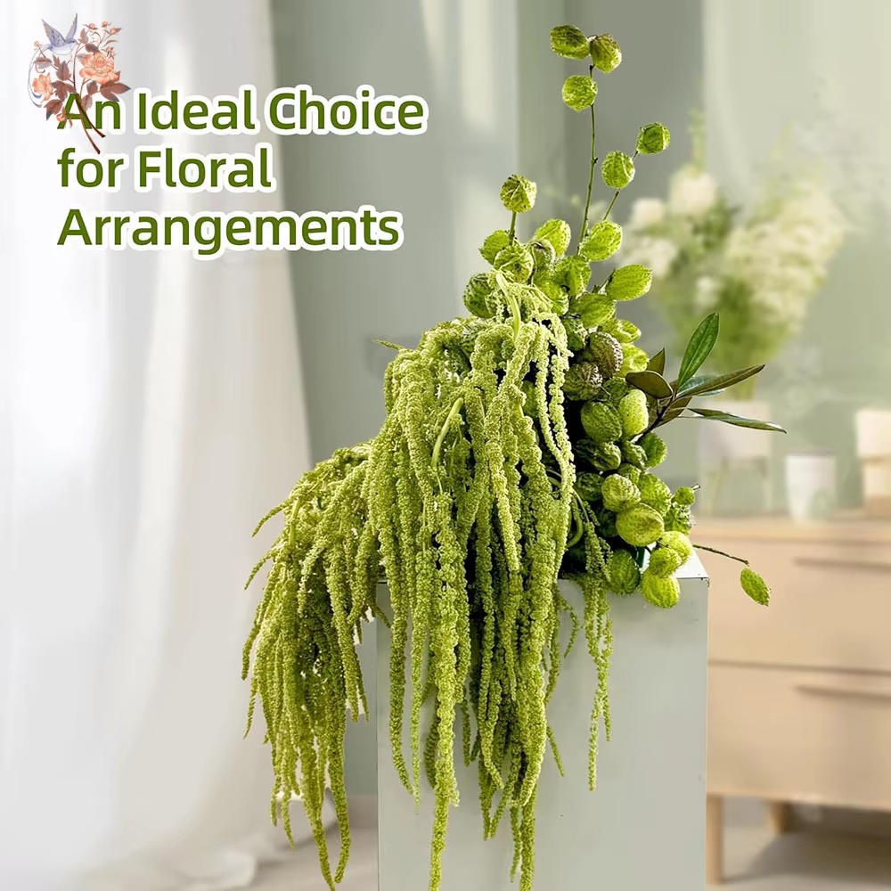 5 Pièces de Fleurs d'Amarante Séchées et Préservées