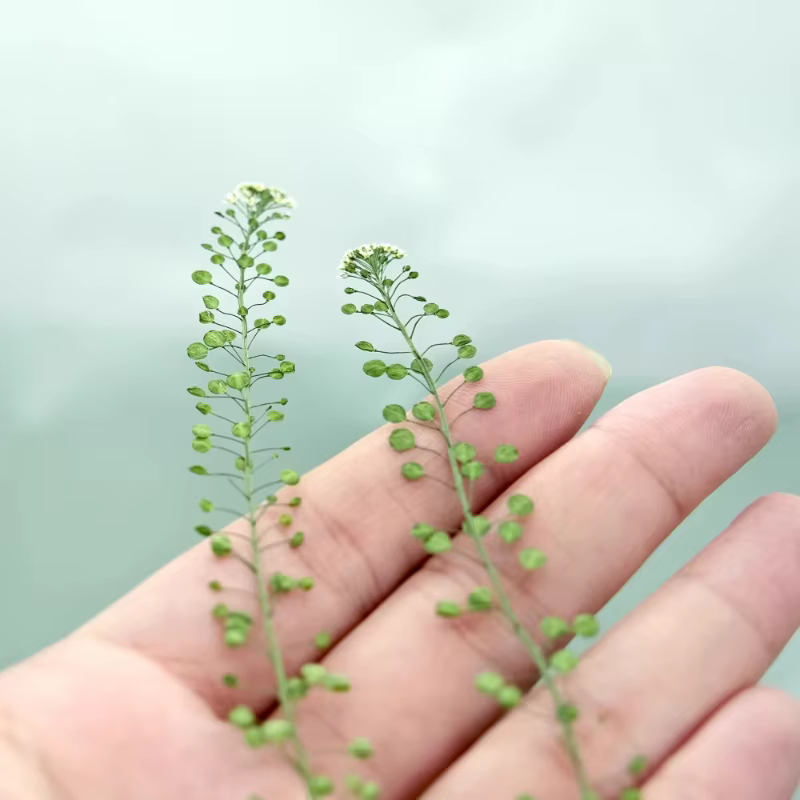 12 pièces, fleur pressée véritable lépidium et cloche verte herbe fleurs séchées bricolage cadre Photo/cartes/bougies/coques de téléphone/fournitures artisanales en résine