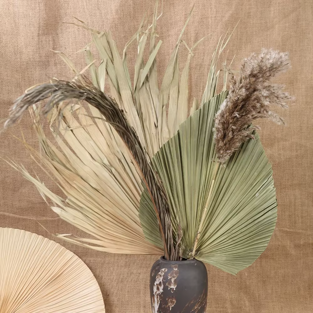 Feuilles d'éventail de palmier