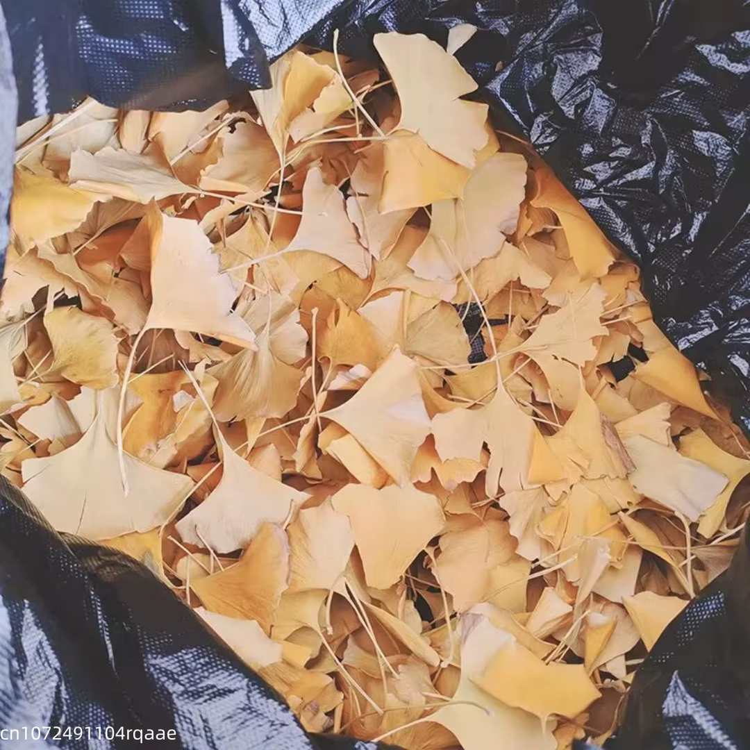Feuilles de Ginkgo Biloba séchées naturelles