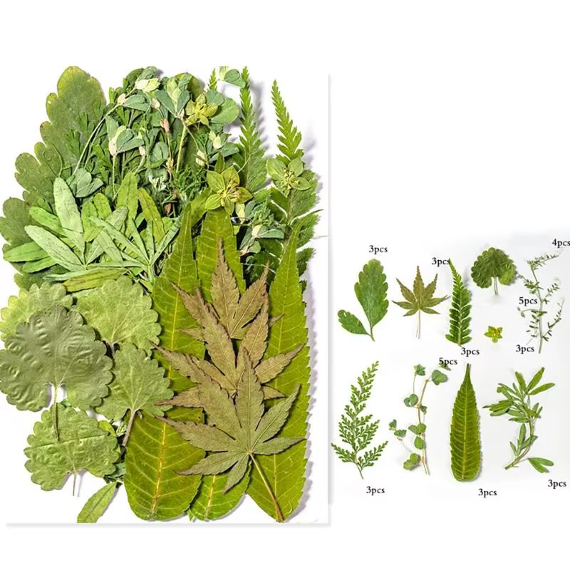 40ja Plante feuilles séchées pressées