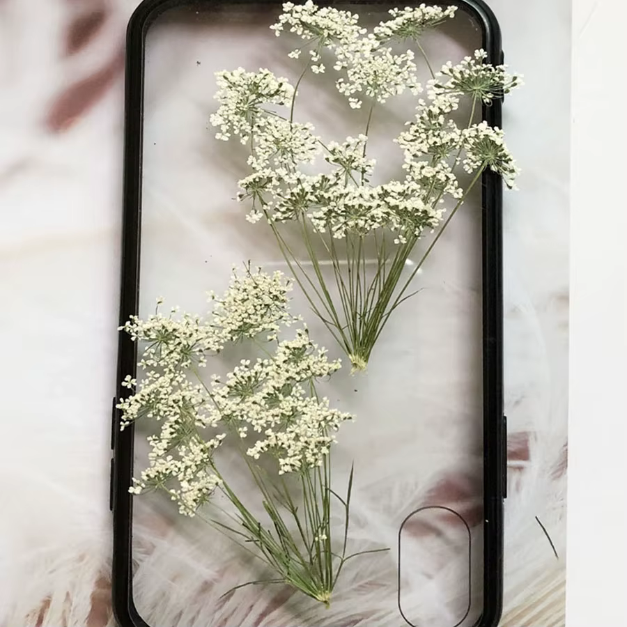 PMurcia-Fleurs séchées naturelles blanches multi-têtes Ammi Majus