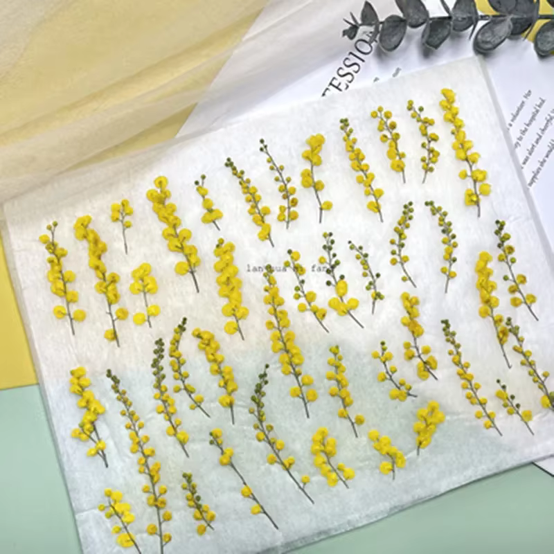 Fleurs séchées naturelles pressées de 3 à 8 cm
