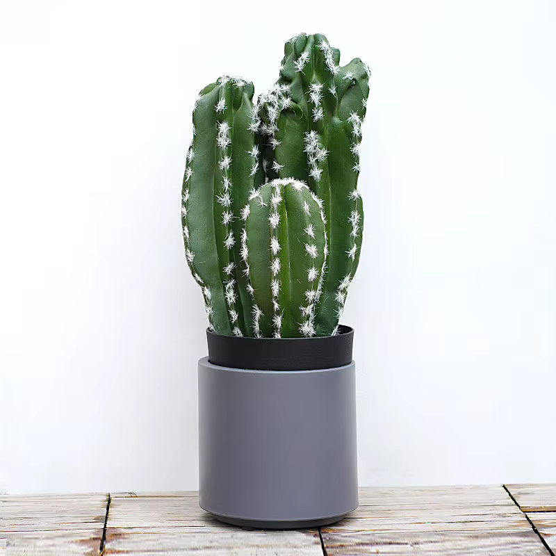 Plante succulente verte tropicale artificielle
