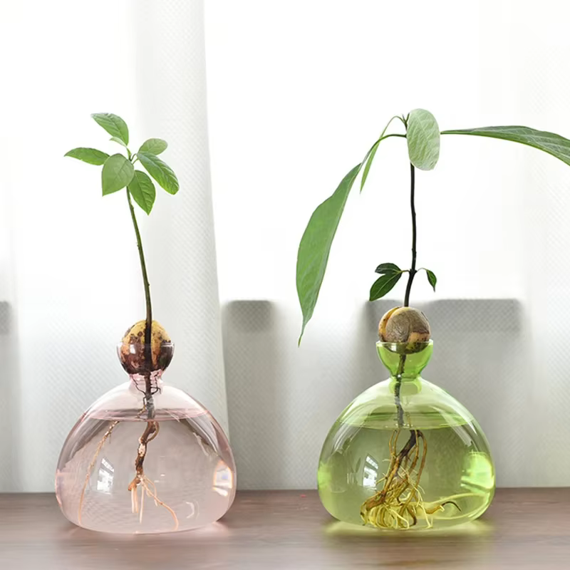 Vase hydroponique en verre Transparent