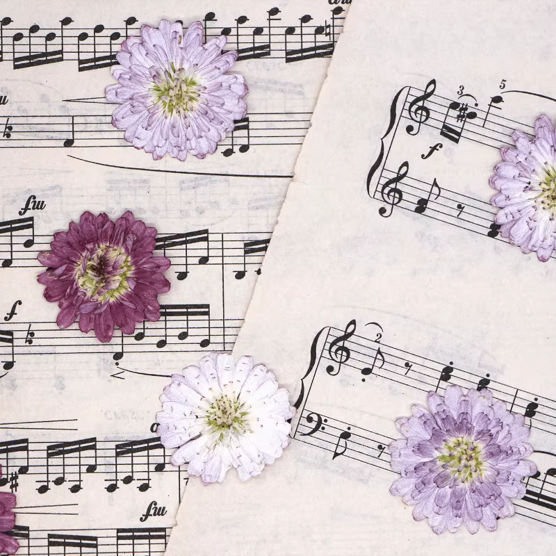 12 pièces, fleurs séchées pressées à double pétale de marguerite