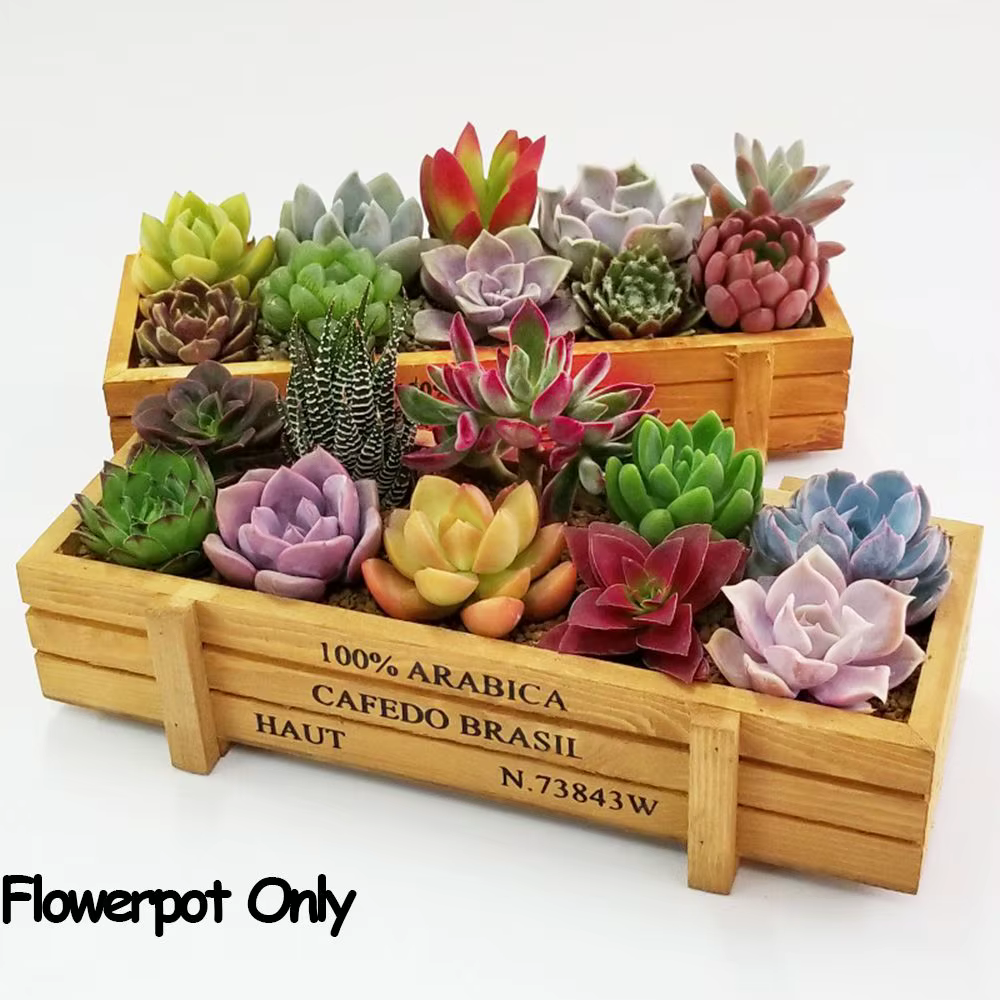 1 pot décoratif en bois pour plantes succulentes