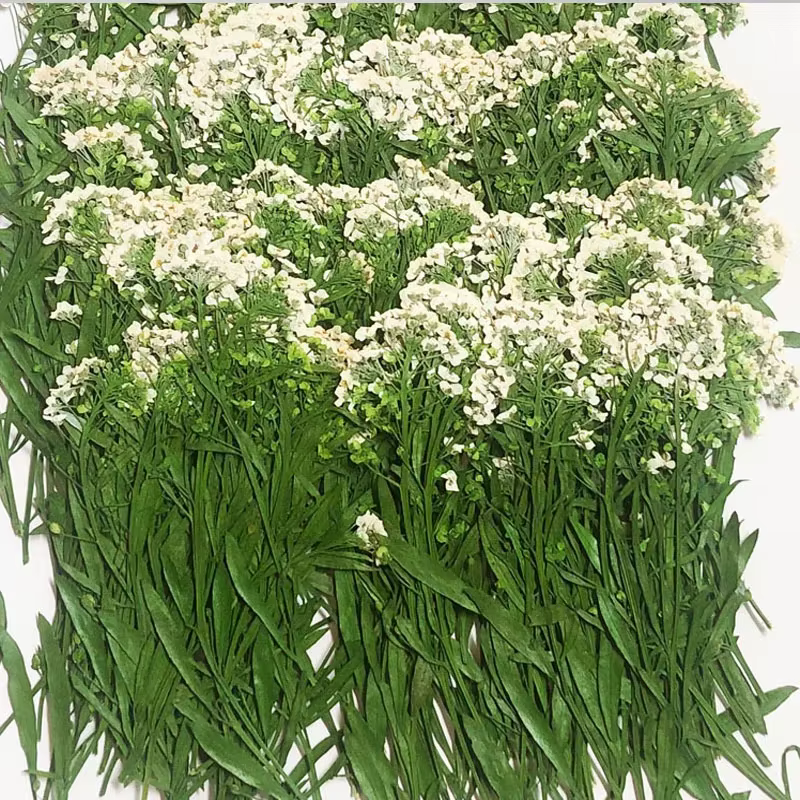PMurcia-Fleur de Maritima séchée