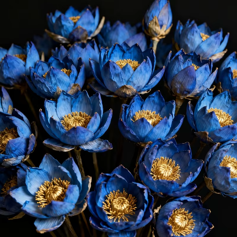 Fleur séchée de fleur de Lotus de qualité