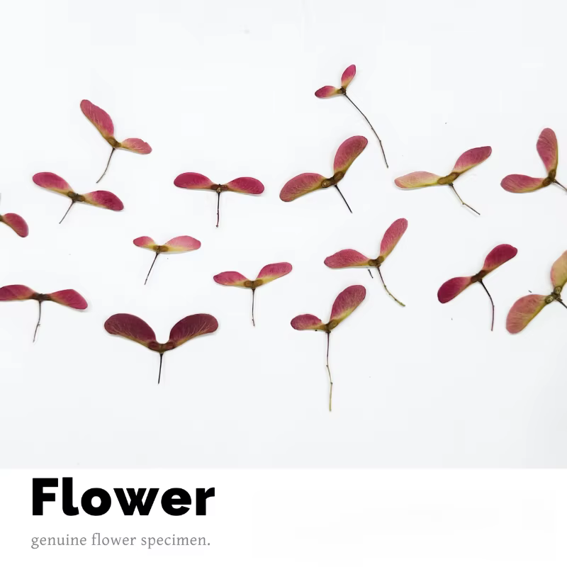 Kit de 12 fleurs de libellule pressées naturelles - Matériaux