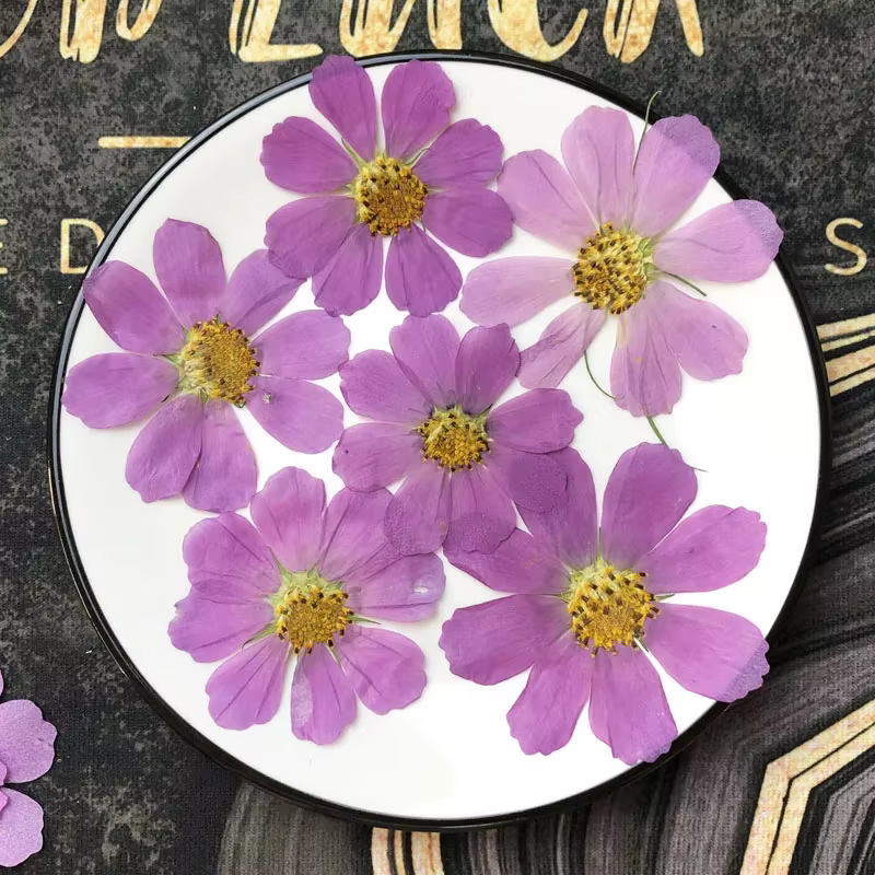 50X séché pressé naturel violet blanc Cosmos Galsang fleurs plante herbier pour carte postale cadre Photo bijoux signet bricolage