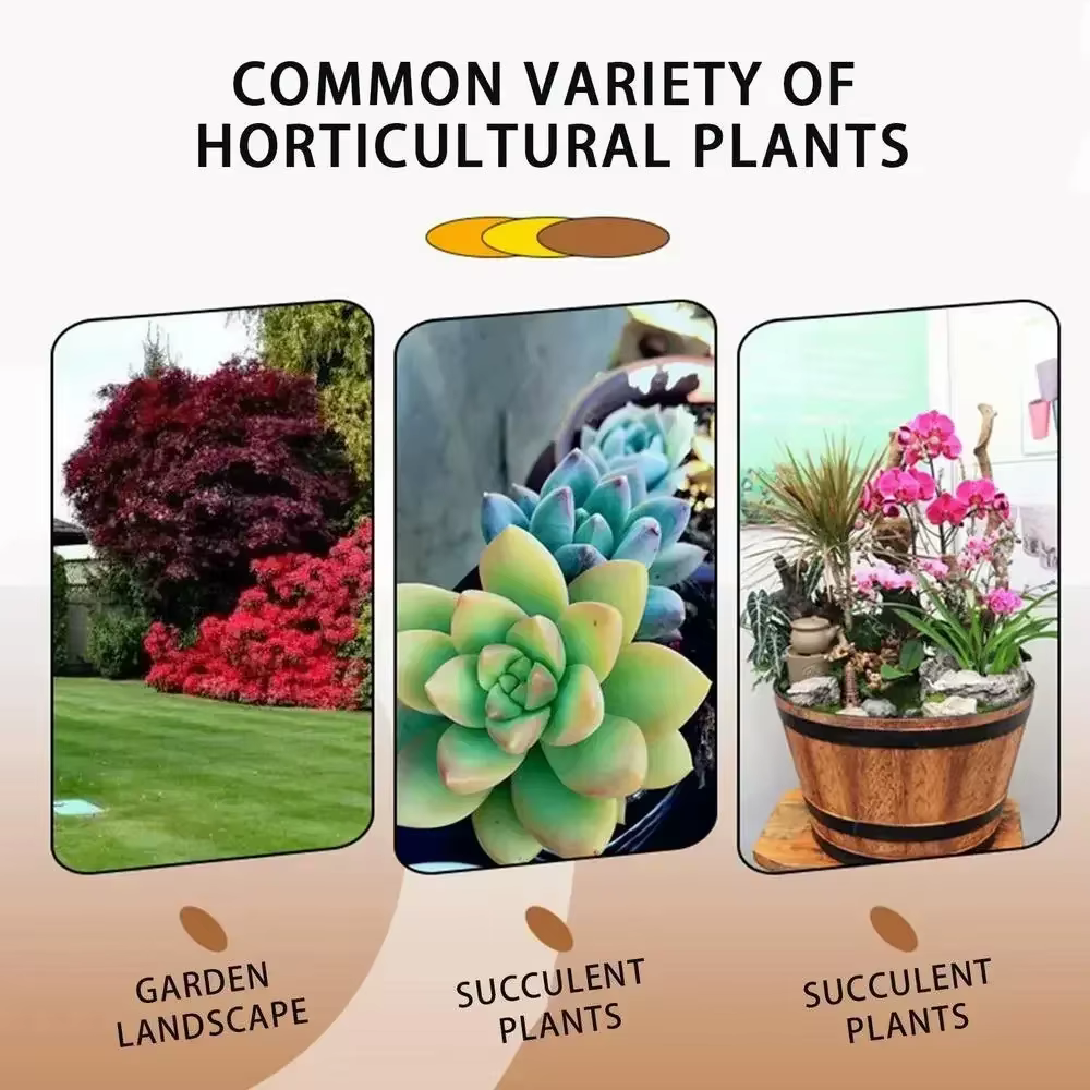 Stimulateur d'enracinement rapide pour plantes