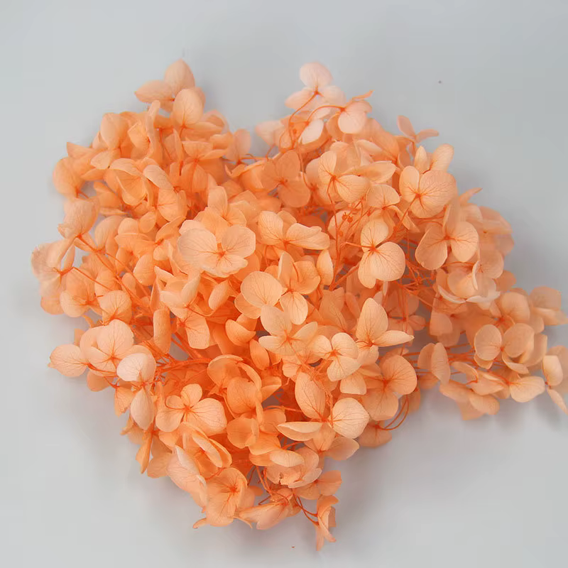 Une qualité Anna rentable conservé 100% naturel véritable hortensia en gros éternelle immortelle fleur fraîche fête de mariage décor Floral