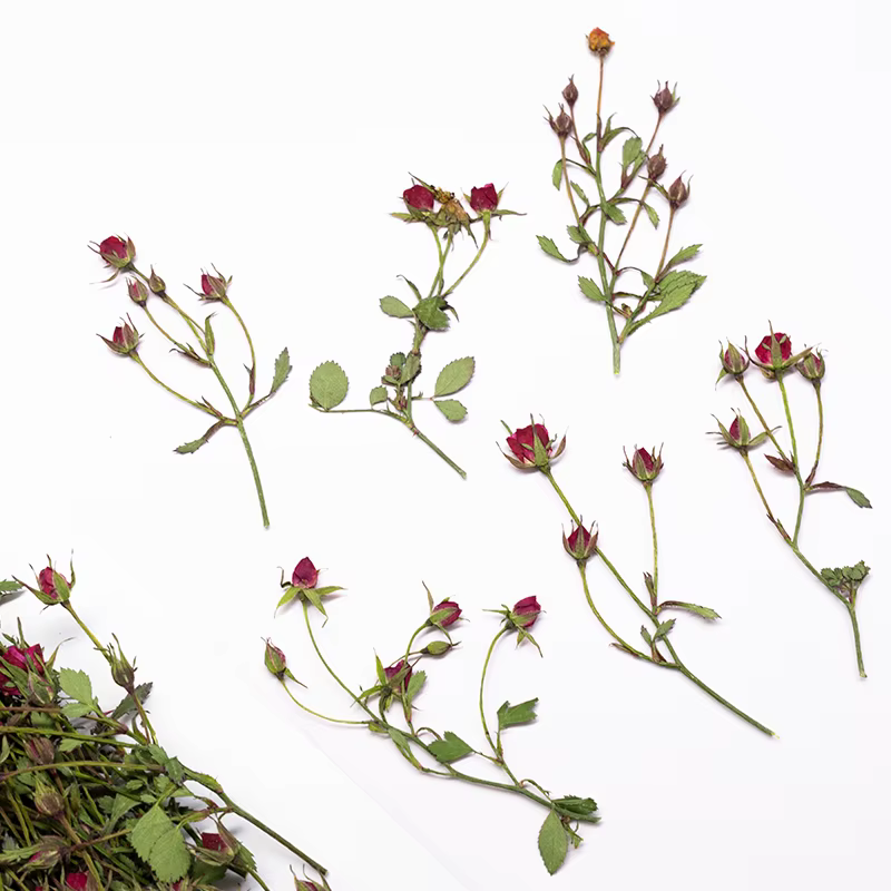 12 pièces, Branches de roses séchées à bourgeons multiples