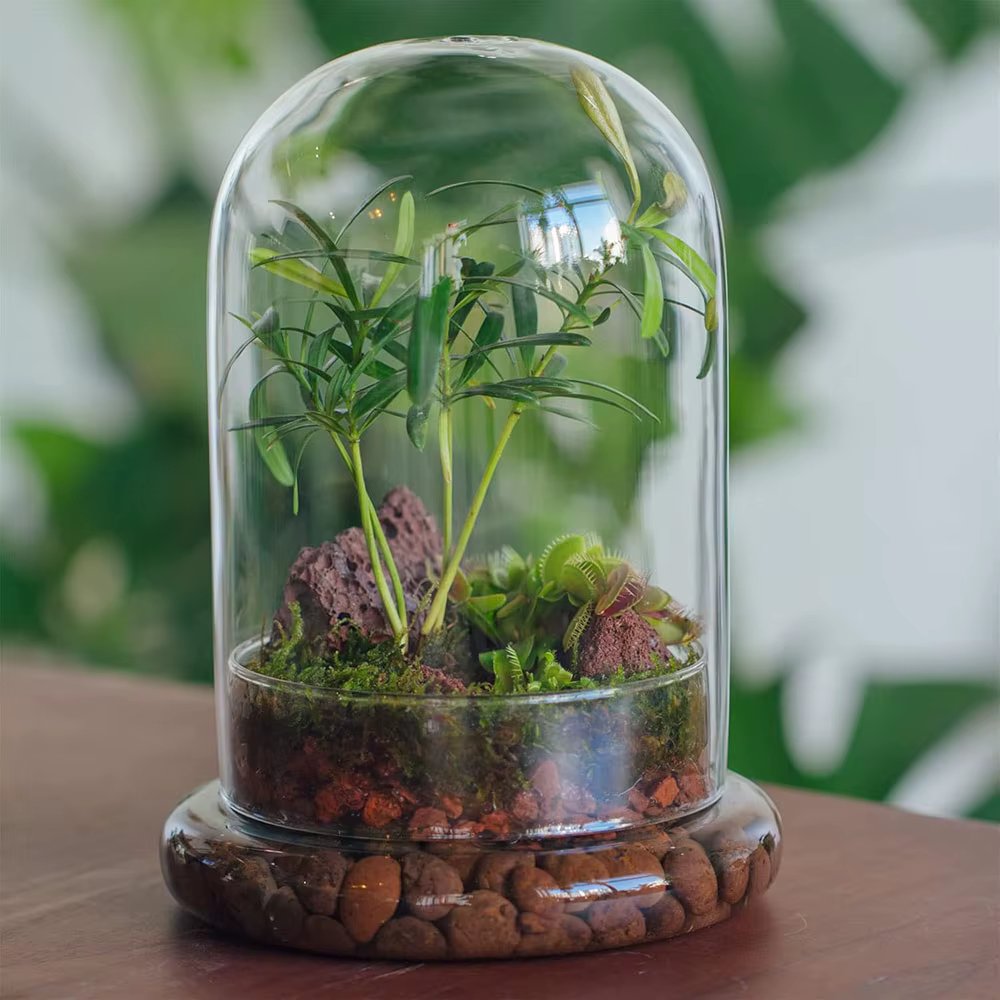 Cloche en verre avec trou d'aération