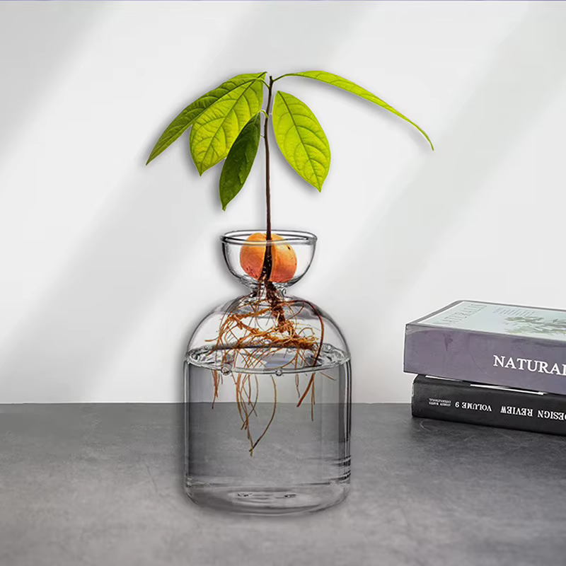 Vase hydroponique transparent en verre pour semis d'avocat