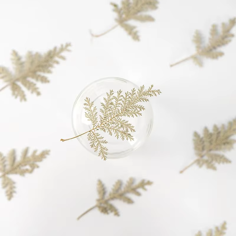 Feuilles séchées Artemisia de 4 à 7cm