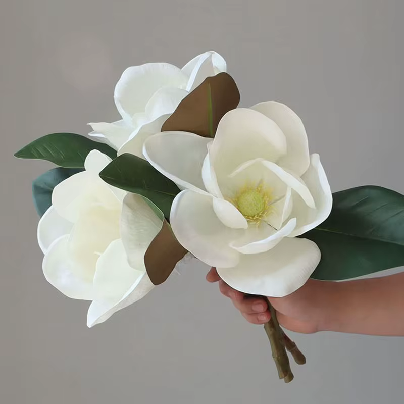Grande fleur de magnolia blanc de haute qualité