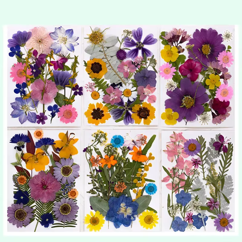 Fleurs séchées naturelles mélangées multicolores pressées pour l'art