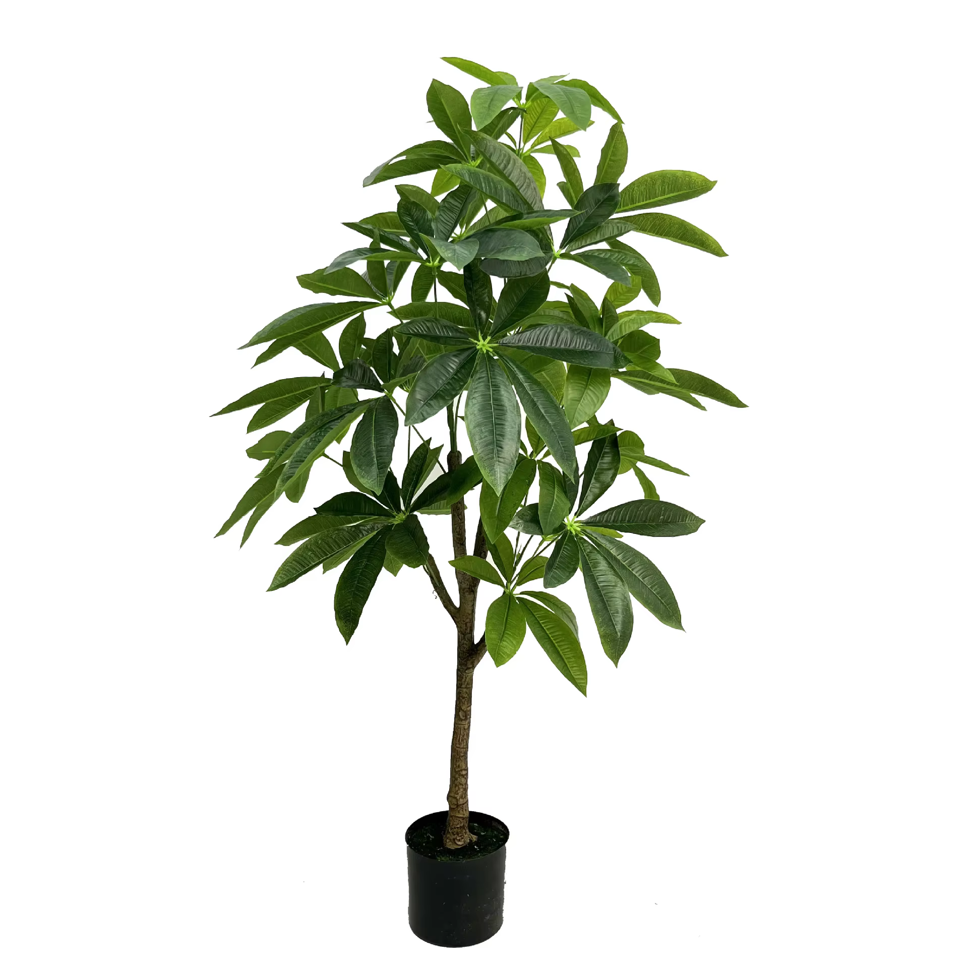 Grande plante verte sur pied en pot