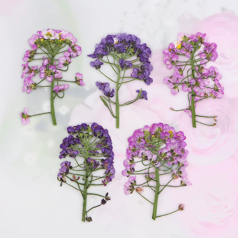 12 pièces, fleur pressée douce Alyssum naturelle