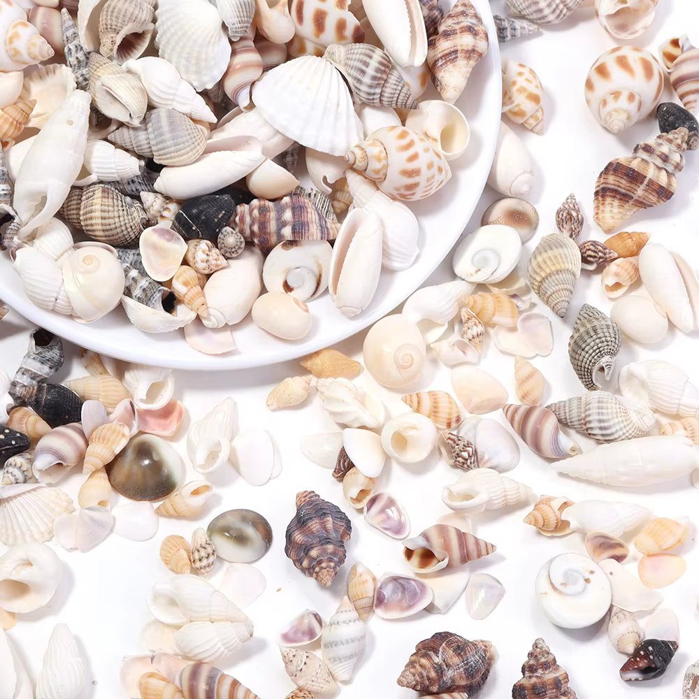 40g / lot Fleur de mer escargot Shell perles Perles d'espaceur lâches pour la fabrication de bijoux Bracelet bricolage Pendentif Chaîne de sacs clés téléphone Accessoires