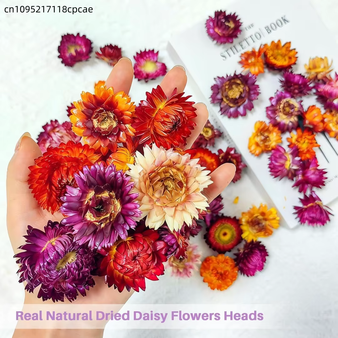 Têtes de fleurs de Helichrysum séchées naturelles