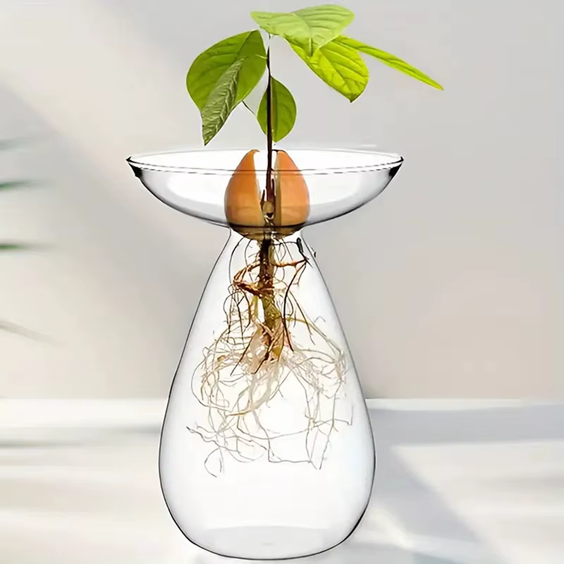 Vase hydroponique transparent coloré pour avocat