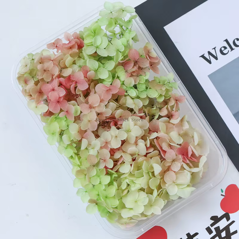 Fleurs séchées naturelles d'hortensia dégradé 5G Anna