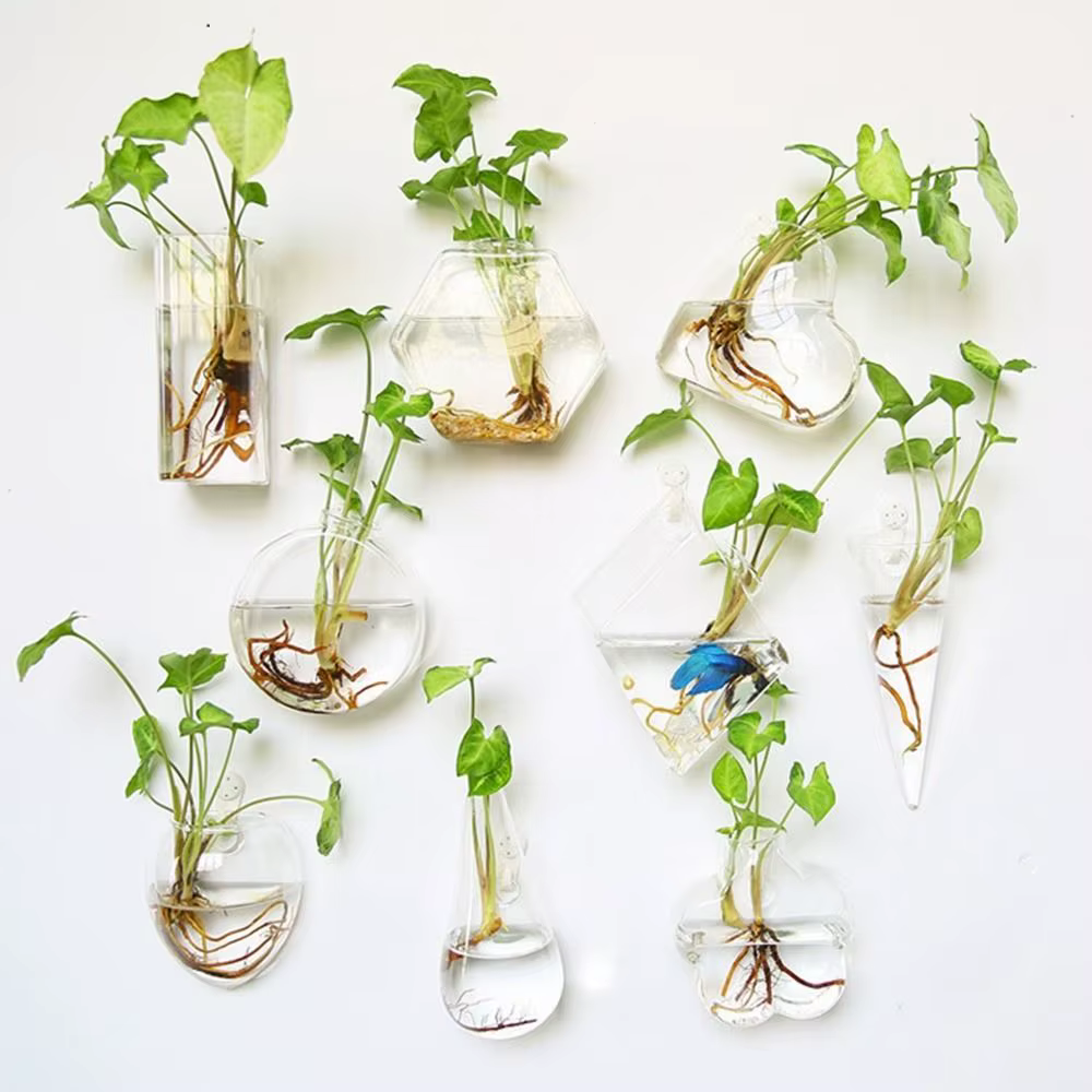 Plantes hydroponiques purifient la maison