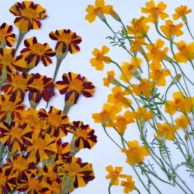 12 pièces, fleurs de souci séchées pressées jaunes et de Zinnia avec tiges-fournitures artisanales de bricolage pour