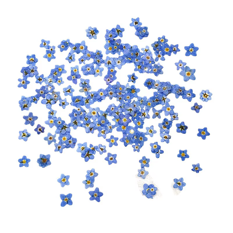 120 pièces pressées oublier-moi pas fleur séchée Mini bleu Myosotis Sylvatica plante herbier pour bijoux coque de téléphone Nailart