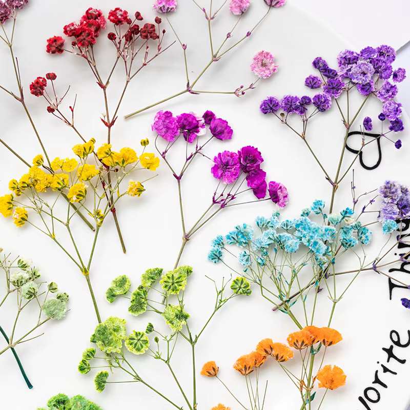 12 pièces, fleurs de gypsophile séchées et pressées teintées